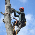 Smithville tree service climber up in a tree using a chain saw