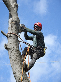 Read more about the article Smithville Tree Service Counts as Home Improvement